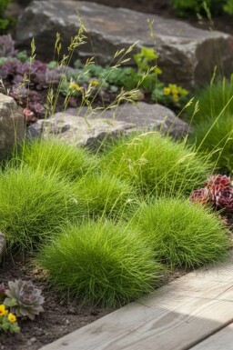 Festuca gauteri 'Pic Carlet'