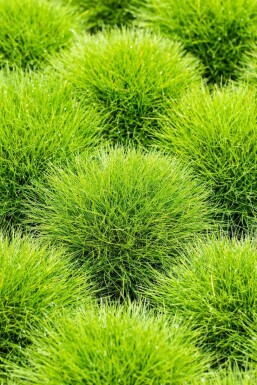 Bärenfell-Schwingel Festuca gautieri 5-10 Topf 9x9 cm (P9) Festuca gautieri