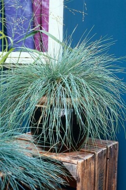 Blau-Schwingel Festuca glauca 5-10 Topf 9x9 cm (P9)