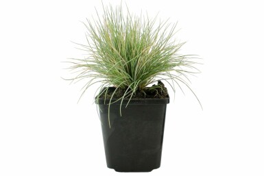 Blau-Schwingel Festuca glauca 5-10 Topf 9x9 cm (P9)