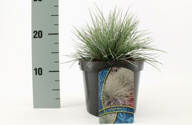 Blau-Schwingel Festuca glauca 'Elijah Blue' 10-15 Topf 2 ltr. (C2) Festuca glauca 'Elijah Blue'