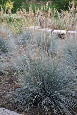 Blau-Schwingel Festuca glauca 'Elijah Blue' 10-15 Topf 2 ltr. (C2) Festuca glauca 'Elijah Blue'