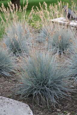 Blau-Schwingel Festuca glauca 'Elijah Blue' 10-15 Topf 2 ltr. (C2) Festuca glauca 'Elijah Blue'