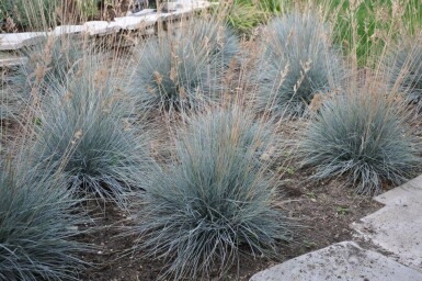 Blau-Schwingel Festuca glauca 'Elijah Blue' 10-15 Topf 2 ltr. (C2) Festuca glauca 'Elijah Blue'