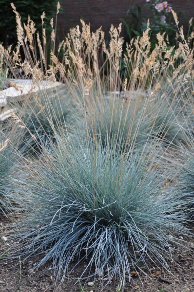 Blau-Schwingel Festuca glauca 'Elijah Blue' 5-10 Topf 9x9 cm (P9) Festuca glauca 'Elijah Blue'