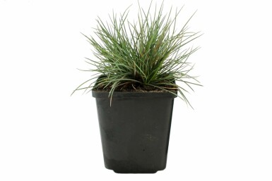 Blau-Schwingel Festuca glauca 'Elijah Blue' 5-10 Topf 9x9 cm (P9) Festuca glauca 'Elijah Blue'