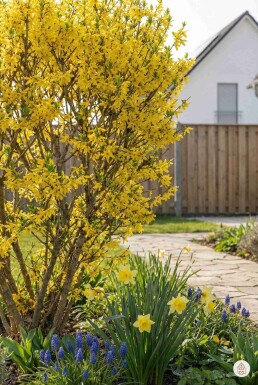 Forsythia intermedia 'Spectabilis' Strauch 100-120 cm