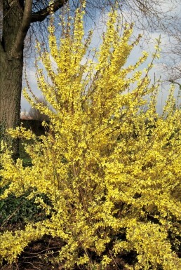 Goldglöckchen Forsythia intermedia 'Weekend' Strauch 80-100 Topf 12 ltr. (C12)