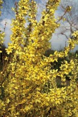 Goldglöckchen Forsythia intermedia 'Weekend' Strauch 80-100 Topf 12 ltr. (C12)