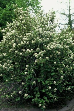 Großer Federbuschstrauch Fothergilla major Strauch 40-60 Topf 12 ltr. (C12) Fothergilla major Strauch 40-60 cm