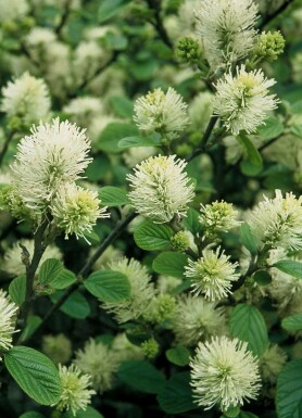 Großer Federbuschstrauch Fothergilla major Strauch 20-30 Topf 2 ltr. (C2)