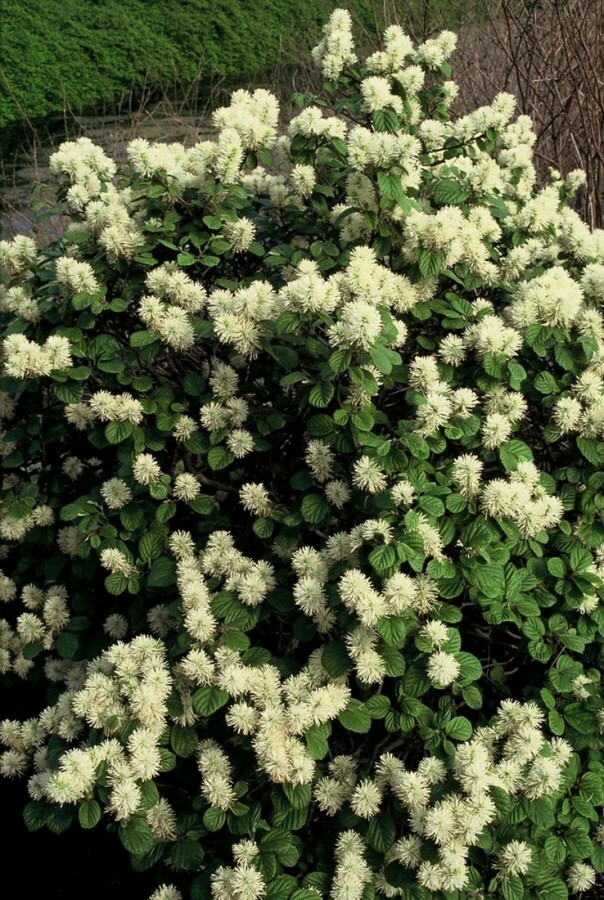 Großer Federbuschstrauch Fothergilla major Strauch 20-30 Topf 2 ltr. (C2) Fothergilla major Strauch 20-30 cm