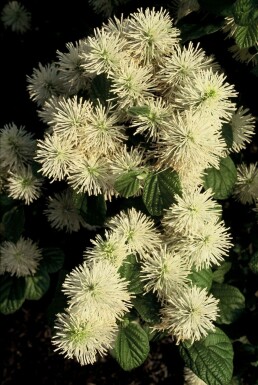 Großer Federbuschstrauch Fothergilla major Strauch 20-30 Topf 2 ltr. (C2) Fothergilla major Strauch 20-30 cm
