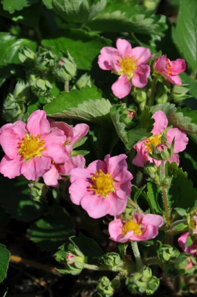 Garten-Zier-Erdbeere Fragaria 'Lipstick' 5-10 Topf 9x9 cm (P9) Fragaria 'Lipstick'