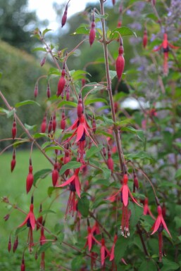 Freiland-Fuchsie Fuchsia magellanica 'Gracilis' 5-10 Topf 9x9 cm (P9)