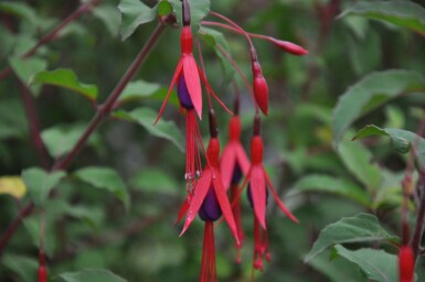 Freiland-Fuchsie Fuchsia magellanica 'Gracilis' 5-10 Topf 9x9 cm (P9) Fuchsia magellanica 'Gracilis'
