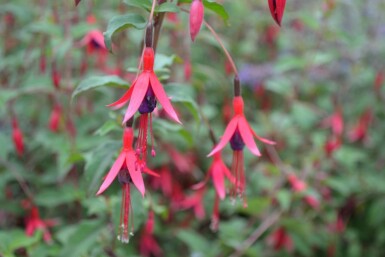 Freiland-Fuchsie Fuchsia magellanica 'Gracilis' 5-10 Topf 9x9 cm (P9) Fuchsia magellanica 'Gracilis'