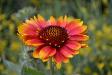 Papageienblume Gaillardia 'Kobold' 5-10 Topf 9x9 cm (P9)