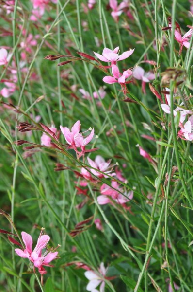 Prachtkerze Gaura lindheimeri 'Siskiyou Pink' 10-15 Topf 2 ltr. (C2) Gaura lindheimeri 'Siskiyou Pink'