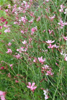 Prachtkerze Gaura lindheimeri 'Siskiyou Pink' 10-15 Topf 2 ltr. (C2) Gaura lindheimeri 'Siskiyou Pink'