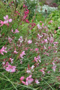 Prachtkerze Gaura lindheimeri 'Siskiyou Pink' 10-15 Topf 2 ltr. (C2) Gaura lindheimeri 'Siskiyou Pink'