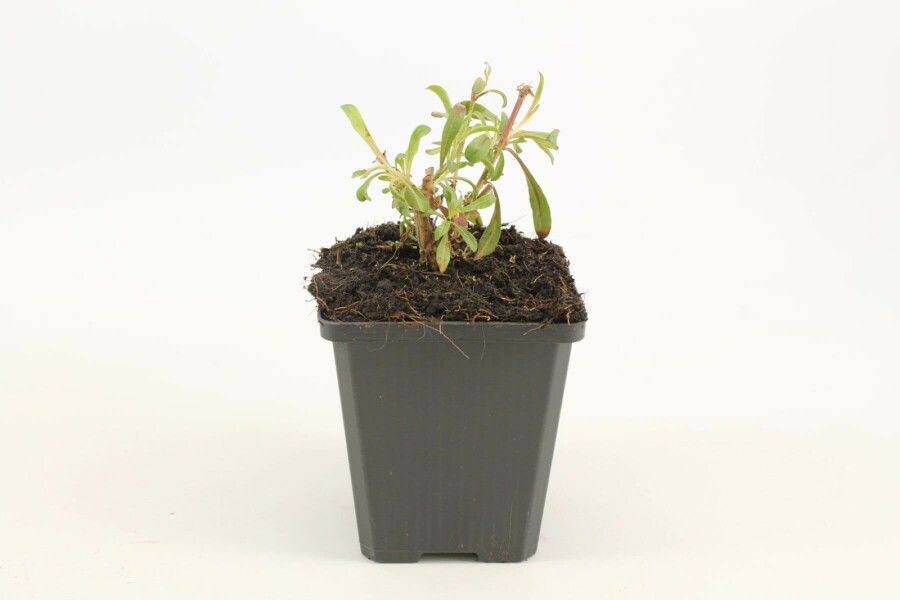 Prachtkerze Gaura lindheimeri 'Siskiyou Pink' 5-10 Topf 9x9 cm (P9) Gaura lindheimeri 'Siskiyou Pink'