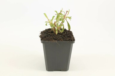 Prachtkerze Gaura lindheimeri 'Siskiyou Pink' 5-10 Topf 9x9 cm (P9) Gaura lindheimeri 'Siskiyou Pink'