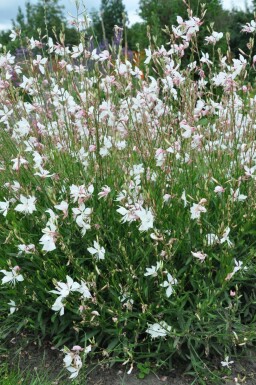 Prachtkerze Gaura lindheimeri 'Whirling Butterflies' 5-10 Topf 9x9 cm (P9)