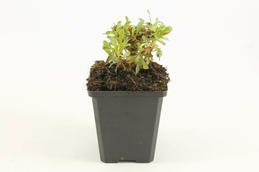 Prachtkerze Gaura lindheimeri 'Whirling Butterflies' 5-10 Topf 9x9 cm (P9) Gaura lindheimeri 'Whirling Butterflies'