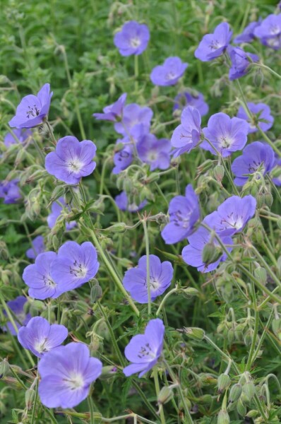 Storchschnabel Geranium 'Brookside' 5-10 Topf 9x9 cm (P9) Geranium 'Brookside'