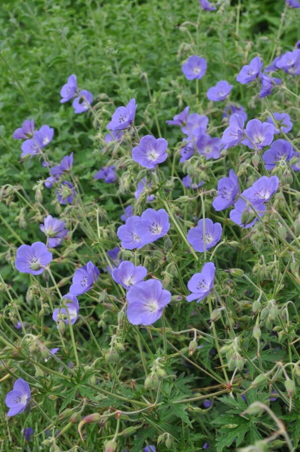 Storchschnabel Geranium 'Brookside' 5-10 Topf 9x9 cm (P9) Geranium 'Brookside'