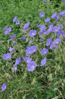 Storchschnabel Geranium 'Brookside' 5-10 Topf 9x9 cm (P9) Geranium 'Brookside'
