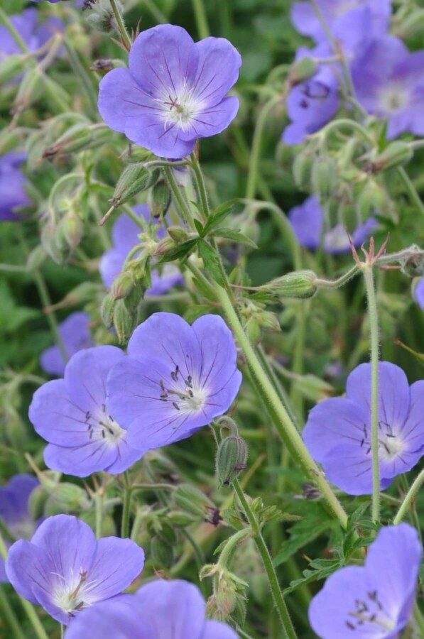 Storchschnabel Geranium 'Brookside' 5-10 Topf 9x9 cm (P9) Geranium 'Brookside'