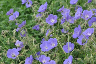 Storchschnabel Geranium 'Brookside' 5-10 Topf 9x9 cm (P9) Geranium 'Brookside'