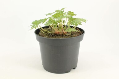 Storchschnabel Geranium 'Johnson's Blue' 10-15 Topf 2 ltr. (C2) Geranium 'Johnson's Blue'