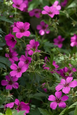 Garten-Storchschnabel Geranium 'Patricia' 5-10 Topf 9x9 cm (P9) Geranium 'Patricia'