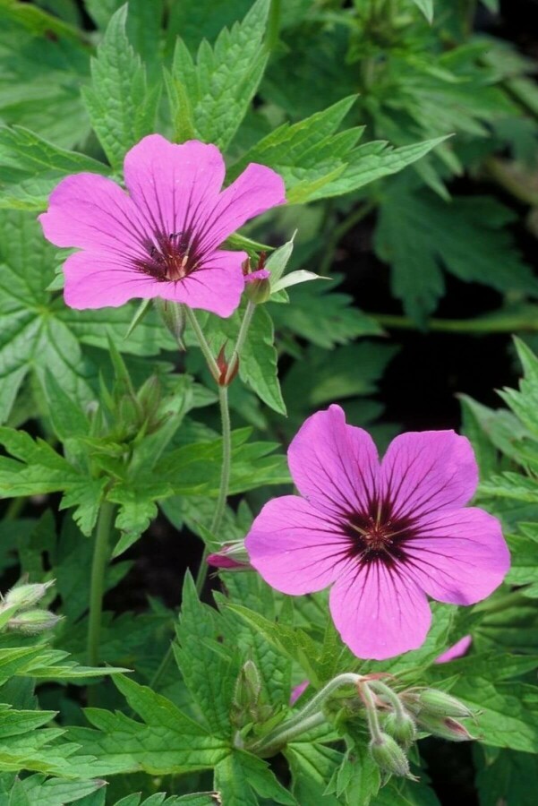 Garten-Storchschnabel Geranium 'Patricia' 5-10 Topf 9x9 cm (P9) Geranium 'Patricia'