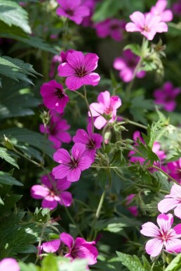 Garten-Storchschnabel Geranium 'Patricia' 5-10 Topf 9x9 cm (P9)