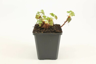 Garten-Storchschnabel Geranium cantabrigiense 'Biokovo' 5-10 Topf 9x9 cm (P9) Geranium cantabrigiense 'Biokovo'
