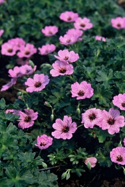 Storchschnabel Geranium cinereum 'Ballerina' 5-10 Topf 9x9 cm (P9) Geranium cinereum 'Ballerina'