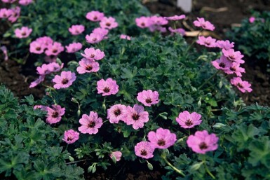 Storchschnabel Geranium cinereum 'Ballerina' 5-10 Topf 9x9 cm (P9)