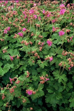 Balkan-Storchschnabel Geranium macrorrhizum 'Bevan's Variety' 5-10 Topf 9x9 cm (P9) Geranium macrorrhizum 'Bevan's Variety'