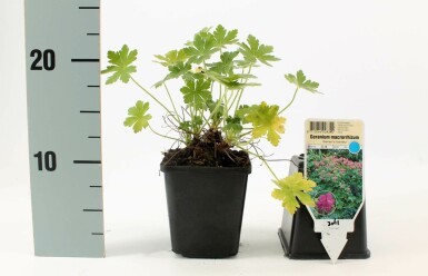 Balkan-Storchschnabel Geranium macrorrhizum 'Bevan's Variety' 5-10 Topf 9x9 cm (P9) Geranium macrorrhizum 'Bevan's Variety'