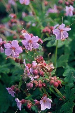 Balkan-Storchschnabel Geranium macrorrhizum 'Ingwersen's Variety' 5-10 Topf 9x9 cm (P9)