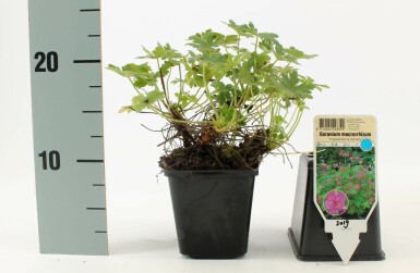 Balkan-Storchschnabel Geranium macrorrhizum 'Ingwersen's Variety' 5-10 Topf 9x9 cm (P9)