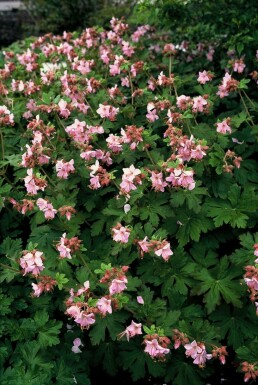 Balkan-Storchschnabel Geranium macrorrhizum 'Ingwersen's Variety' 5-10 Topf 9x9 cm (P9)