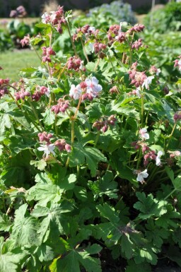 Felsen-Storchschnabel Geranium macrorrhizum 'Spessart' 5-10 Topf 9x9 cm (P9)