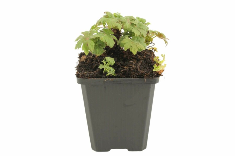 Felsen-Storchschnabel Geranium macrorrhizum 'Spessart' 5-10 Topf 9x9 cm (P9) Geranium macrorrhizum 'Spessart'