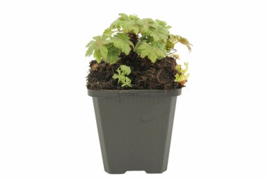 Felsen-Storchschnabel Geranium macrorrhizum 'Spessart' 5-10 Topf 9x9 cm (P9) Geranium macrorrhizum 'Spessart'