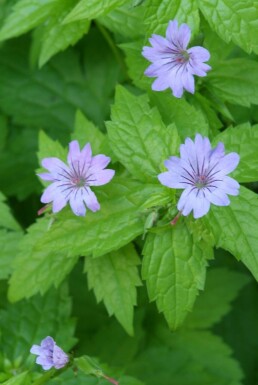 Pracht-Storchschnabel Geranium nodosum 5-10 Topf 9x9 cm (P9)